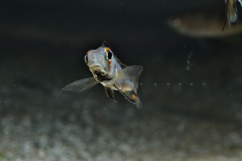 Callochromis macrops 'Chituta Bay'